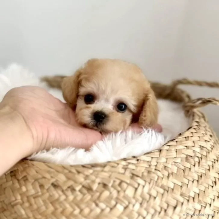 ID：2509-02592の子犬
