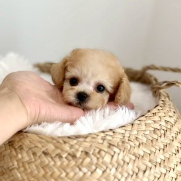 トイプードル(ティーカップ)【香川県・男の子・2025年7月23日・アプリコット】の写真「マイクロ予想のベビーフェイスくん👑🤍」