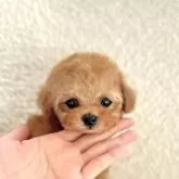 ティーカッププードル