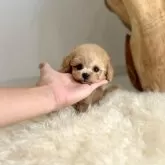 ティーカッププードル