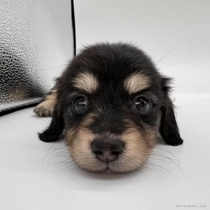 シゲ 様のお迎えした子犬