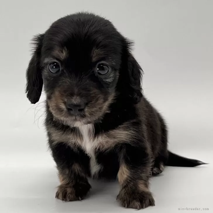 ID：2412-03974の子犬