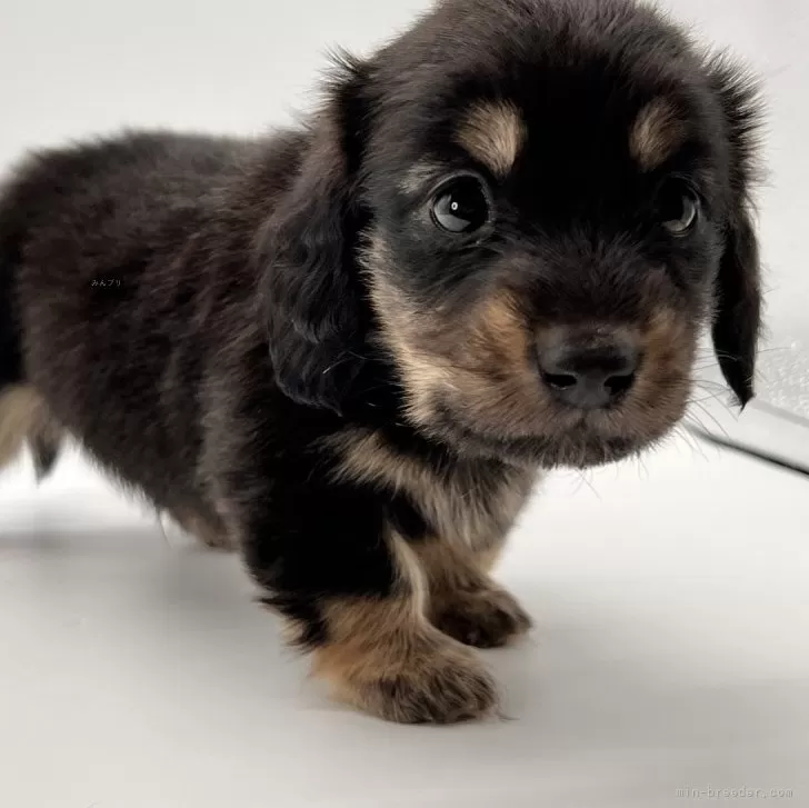ID：2412-03881の子犬