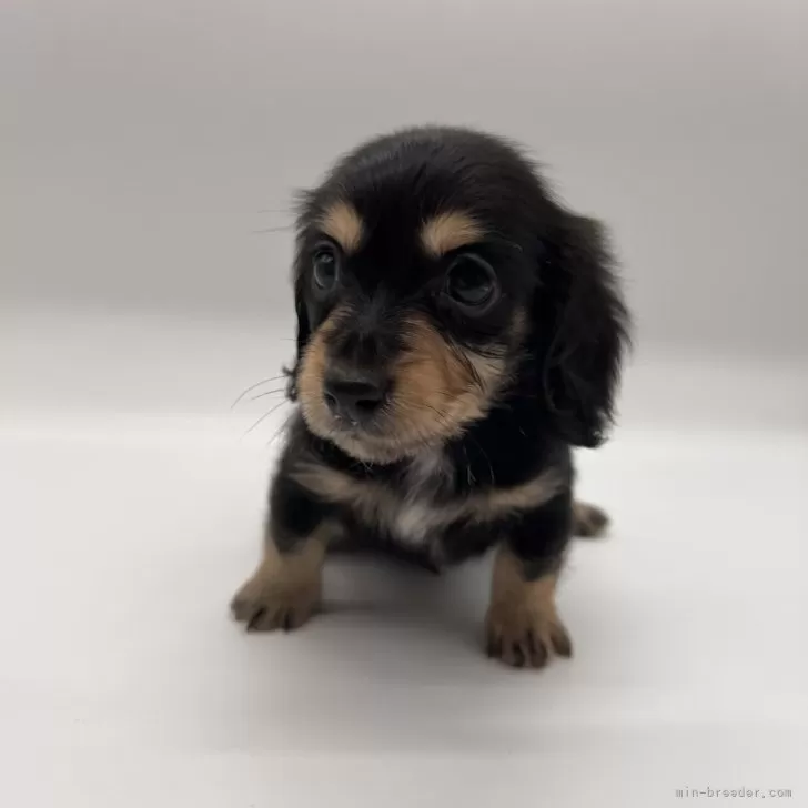 ID:2408-03420の子犬