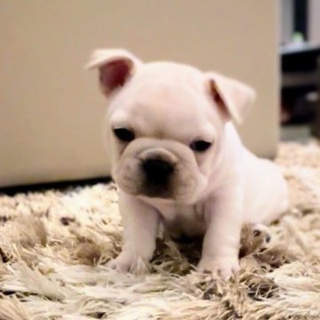 フレンチブルドッグ【茨城県・女の子・2024年12月16日・クリーム】の写真「コロッコロな🎀女の子」