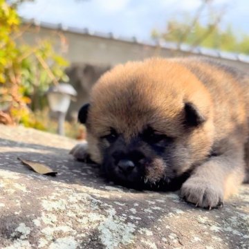 柴犬(標準サイズ)【茨城県・女の子・2025年2月12日・赤】の写真「つぶらな瞳」