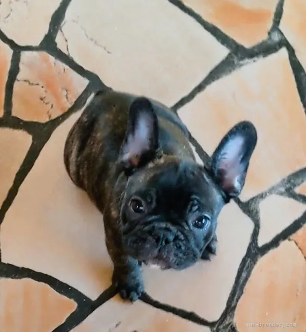 ID：2112-01809の子犬