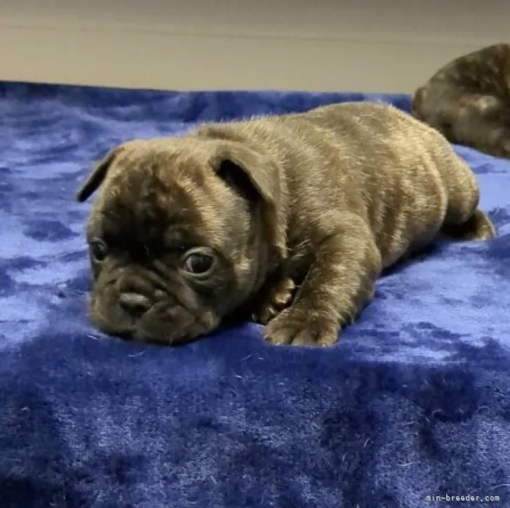 ID：2305-00989の子犬