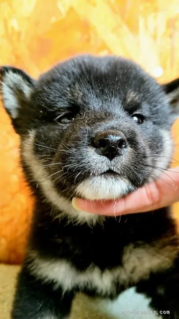 ID:2108-02959の子犬