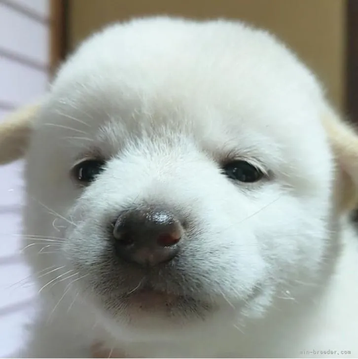 ID：2210-00496の子犬