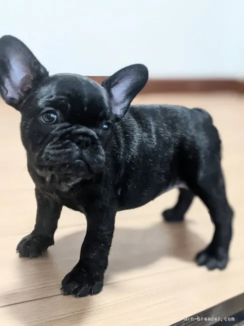 ID:2109-01129の子犬