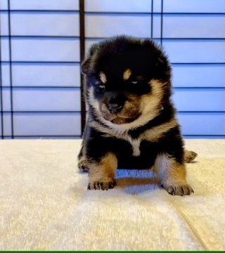柴犬(豆柴)【茨城県・女の子・2020年12月24日・黒】の写真「クリスマスイヴ産まれの豆柴の女の子です。」