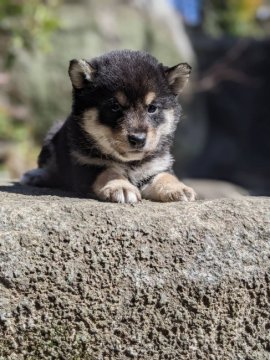 柴犬(標準サイズ)【茨城県・女の子・2022年2月3日・黒】の写真「とっても可愛い✨」