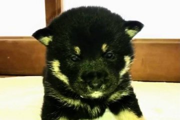 柴犬(標準サイズ)【茨城県・男の子・2020年12月18日・黒】の写真「元気もりもり」