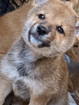 柴犬(標準サイズ)【茨城県・男の子・2020年7月19日・胡麻】の写真「珍しいカラーです。」