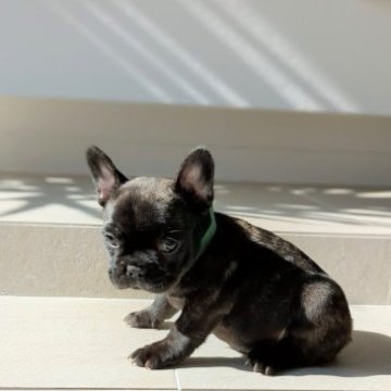 フレンチブルドッグ【茨城県・男の子・2023年3月30日・ブリンドル】の写真「コロコロ小ぶりな男の子🐥」