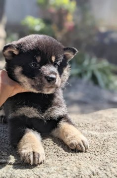 柴犬(標準サイズ)【茨城県・男の子・2022年2月3日・黒柴】の写真「かわいい(*≧з≦)」
