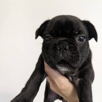 フレンチブルドッグ【茨城県・男の子・2024年2月16日・ブリンドル】の写真「むちむちコロコロ」