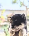 柴犬(標準サイズ)【茨城県・男の子・2022年2月3日・黒柴】の写真4