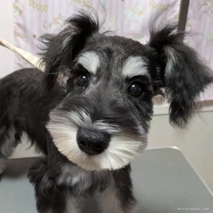 ID：2503-06593の子犬