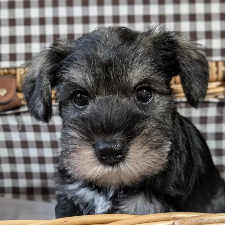 ID：2507-03283の子犬