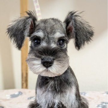 ミニチュアシュナウザー【埼玉県・男の子・2025年8月13日・ソルトアンドペッパー】の写真「イケメンくん♪」