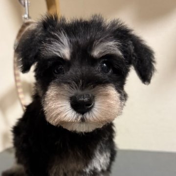 ミニチュアシュナウザー【埼玉県・女の子・2025年10月11日・ブラックアンドシルバー】の写真「超美人さん♪ナチュラルテール！」