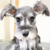 ミニチュアシュナウザー