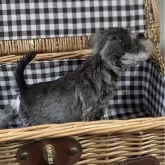 ミニチュアシュナウザー【埼玉県・男の子・2025年8月20日・ソルトアンドペッパー】の写真3