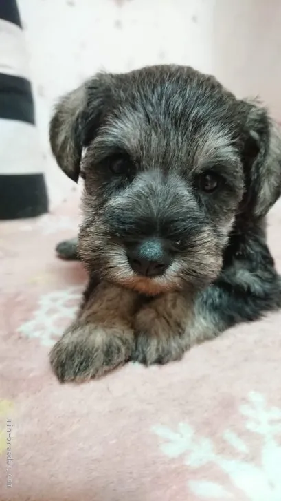 ID:2002-01934の子犬