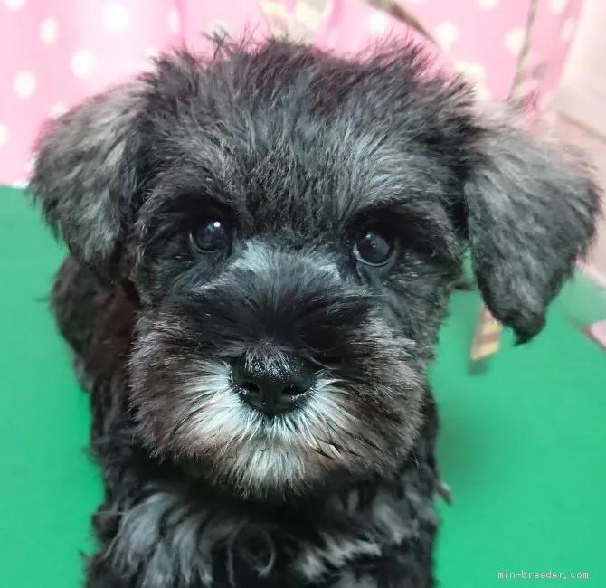 ID：2104-02139の子犬