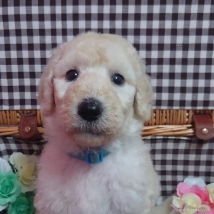 ID:2406-02985の子犬