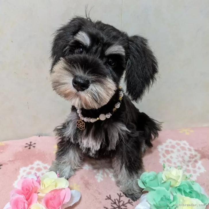 ID：2407-00654の子犬