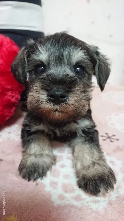 ID:2002-01928の子犬