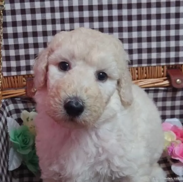 ID:2406-02986の子犬