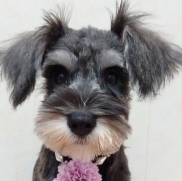 ミニチュアシュナウザー【埼玉県・男の子・2022年5月27日・ソルトアンドペッパー】の写真「お顔の可愛い男の子!」