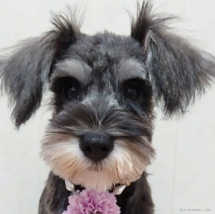ID：2207-00254の子犬