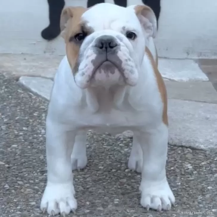 ID：2403-03869の子犬
