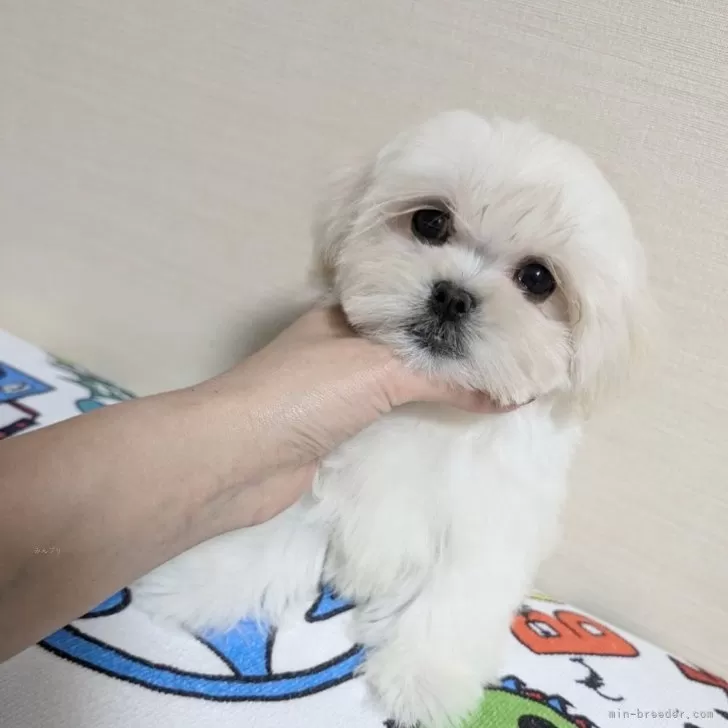 ID:2410-01975の子犬