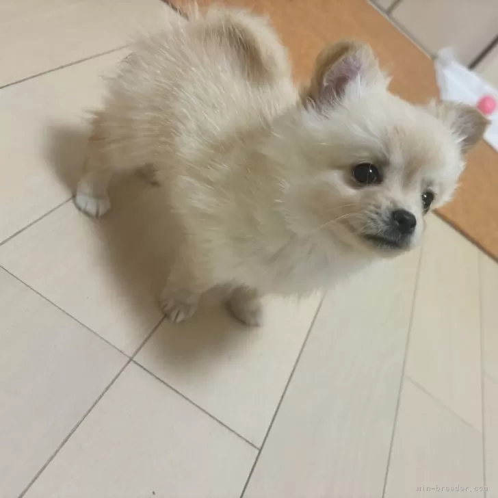 ID:2412-04113の子犬