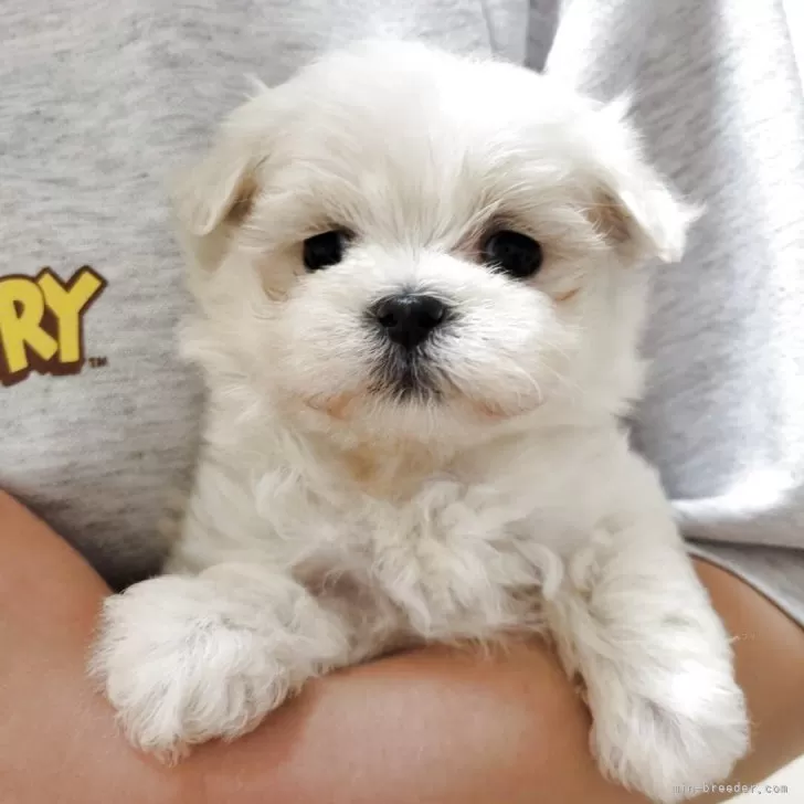 E.T 様のお迎えした子犬