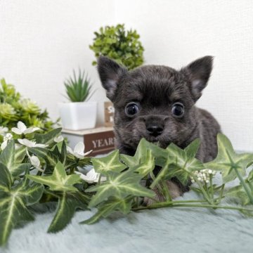 チワワ(ロング)【和歌山県・男の子・2025年10月18日・ブルー】の写真「ムチムチコロコロ男の子」