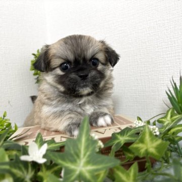 ペキチワ(ペキニーズ×チワワ)【和歌山県・女の子・2025年9月19日・フォーン】の写真「可愛い女の子♡」