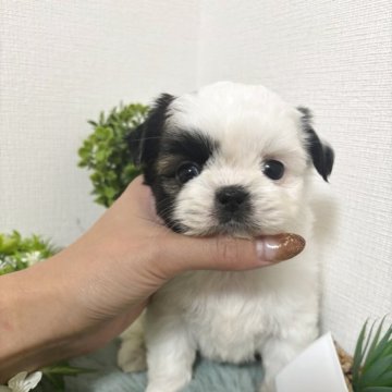 ミックス(チワワ×シーズー)【和歌山県・女の子・2025年9月29日・ゴールド&ホワイト】の写真「可愛いお顔の女の子」