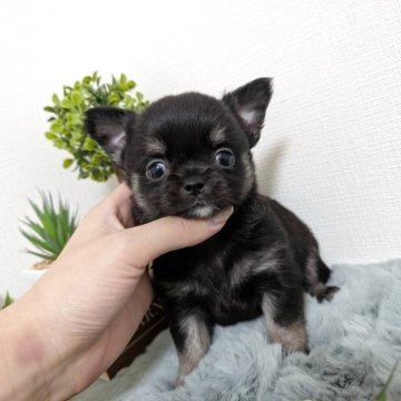 チワワ(ロング)【和歌山県・男の子・2025年10月18日・ブラックタン】の写真「可愛い男の子」