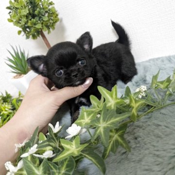 チワワ(ロング)【和歌山県・女の子・2025年10月18日・ブラックタン】の写真「可愛い女の子❣️」