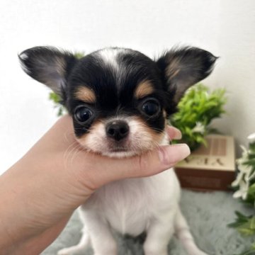 チワワ(ロング)【和歌山県・男の子・2025年5月17日・トライ】の写真「可愛い男の子」