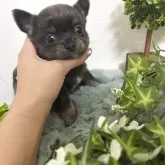 チワワ(ロング)