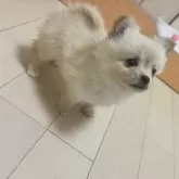 ポメチワ(ポメラニアン×チワワ)【和歌山県・女の子・2024年12月1日・クリーム】の写真1「可愛い〜❣️」