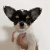 チワワ(ロング)